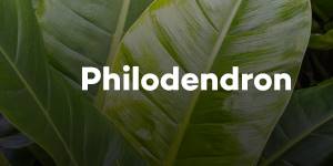 Philodendron