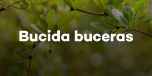 Bucida buceras