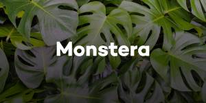 Monstera