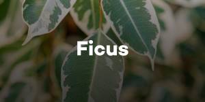 Ficus